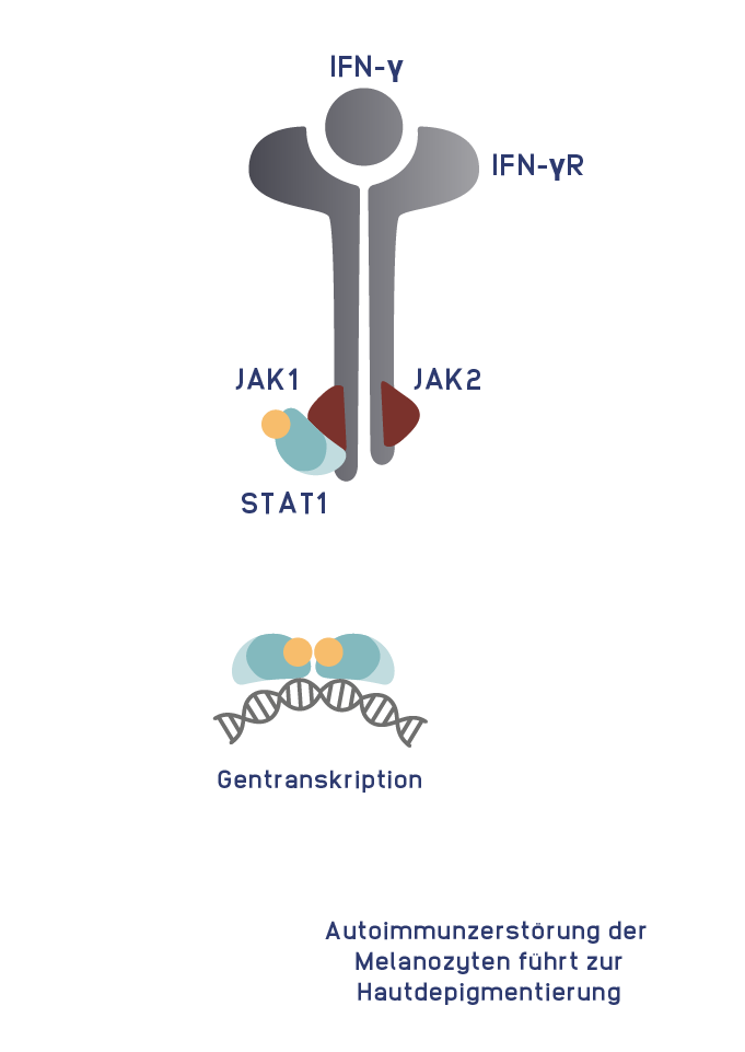 JAK-STAT_Signalling_Mobile