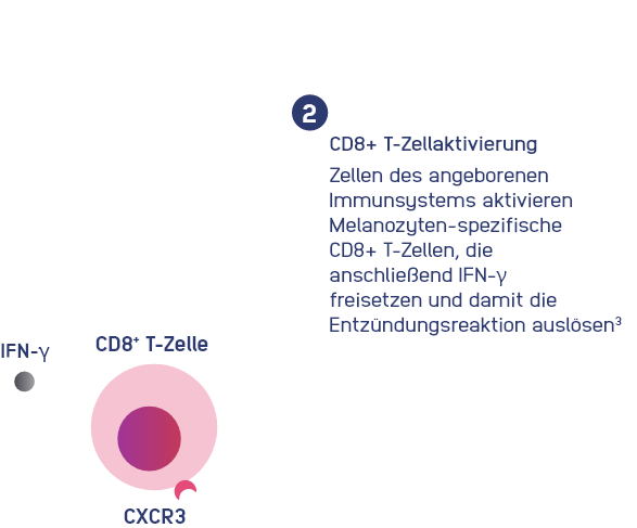 immuno-step-2