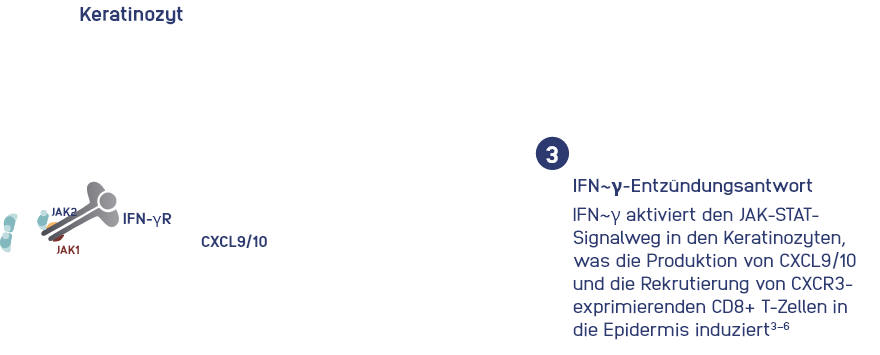 immuno-step-3