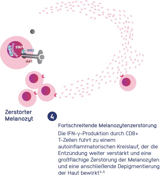 immuno-step-4